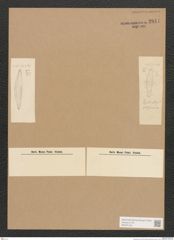 Diatomeae indet. Zeichnungen Sammlung Grunow Nr. 2841 (NHMW-BOT-W0370156)